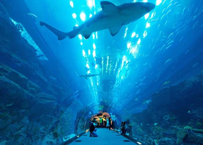 Day 04 Dubai - Aquarium & Underwater Zoo Day 04 Dubai - Aquarium & Underwater Zoo