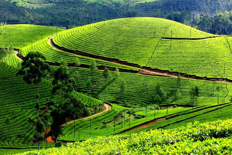 Day 03 : Munnar