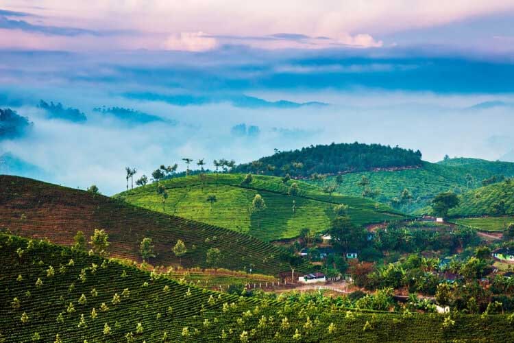 Day 02 : Cochin - Munnar 