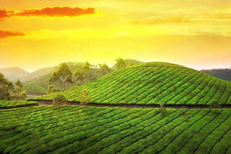 Day 2: Munnar Tour Day 2: Munnar Tour