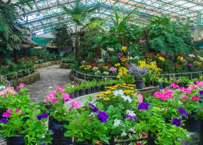 Day 02: Kalimpong Sightseeing -Gangtok 