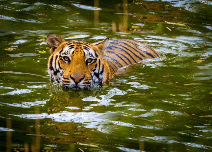 Day 2 : Jungle safari Day 2 : Jungle safari