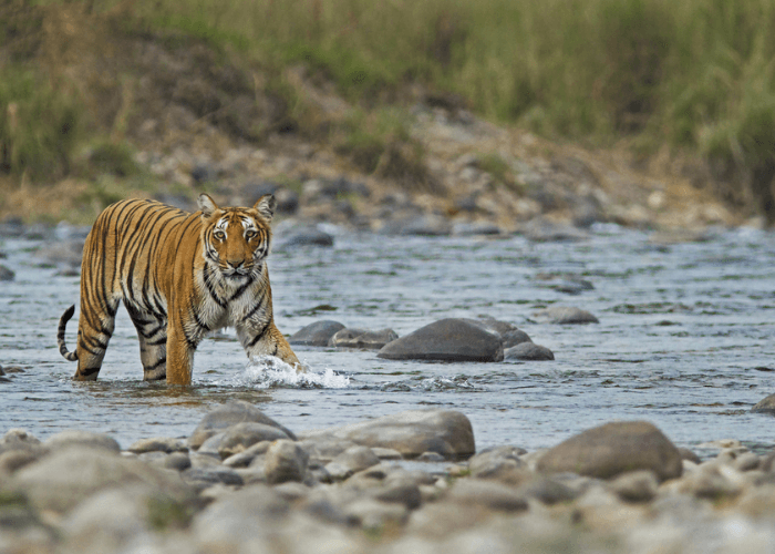 Day 3 : Corbett – Delhi  Day 3 : Corbett – Delhi