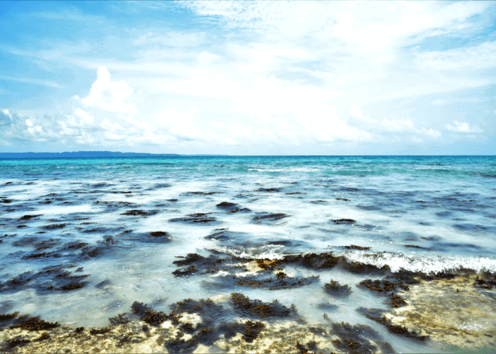 Day 2:  Coral Island & Rose Island