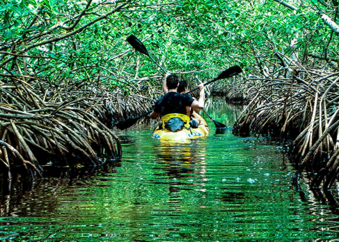 Day 5: Baratang / Day Excursion