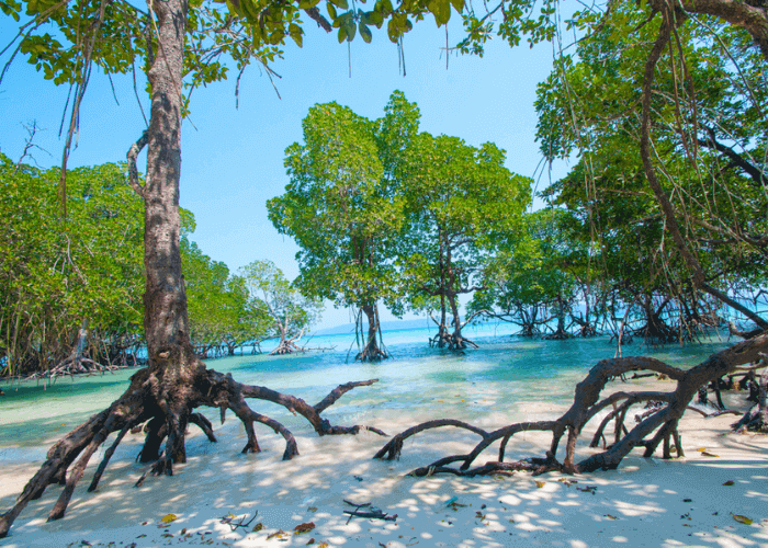 DAY 5 : Neil Island To Port Blair