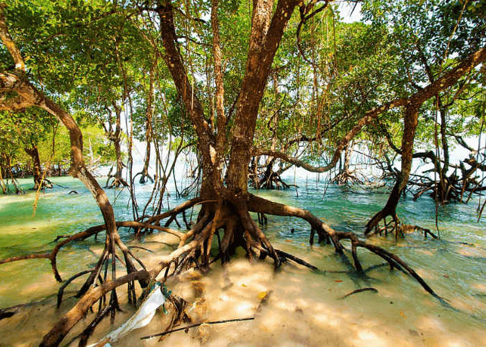 DAY 3 : Havelock Island