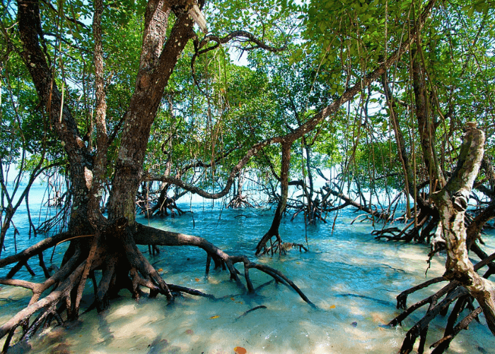 DAY 6 : Neil Island- Port Blair