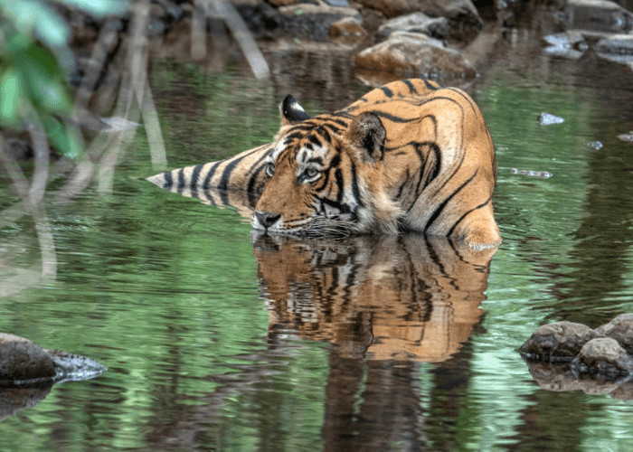Day 01 : Jaipur - Ranthambhore