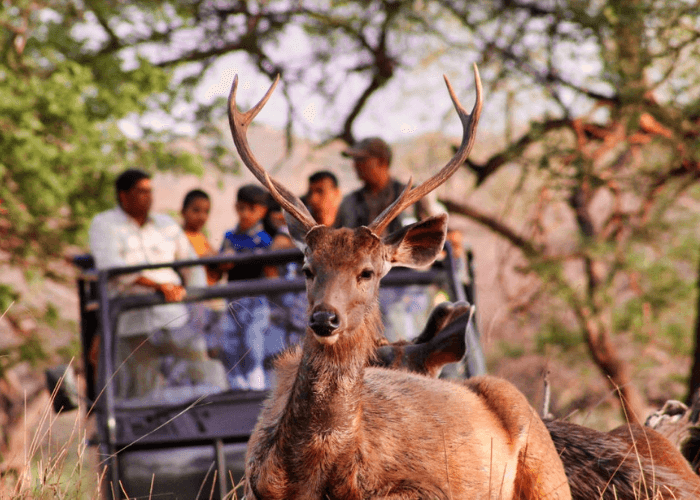Day 02 : Ranthambhore