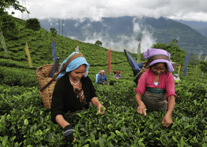 Day 2 : Darjeeling sight sine