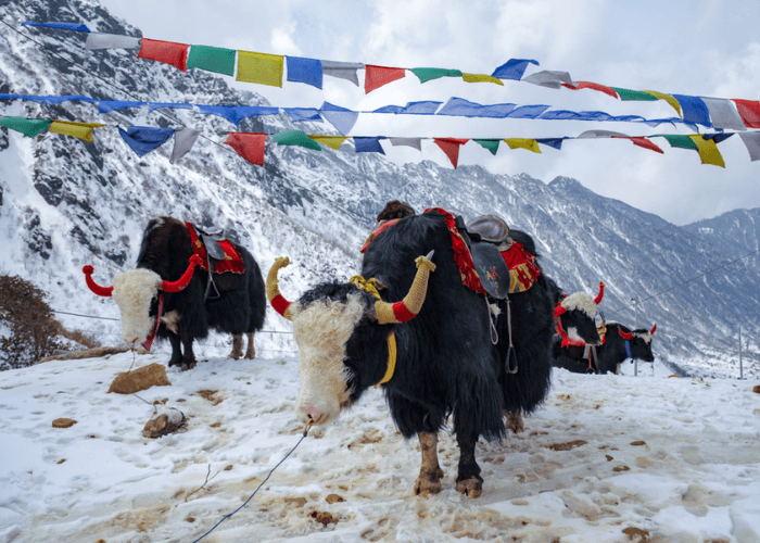 Day : 05 gantok visit Day : 05 gantok visit